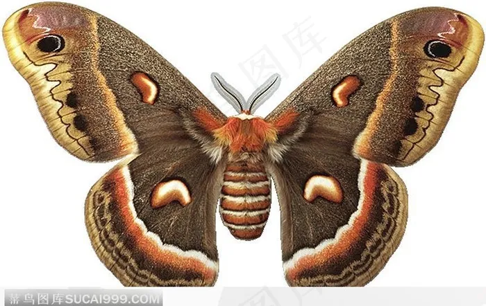 蝴蝶标本（灰蝴蝶）