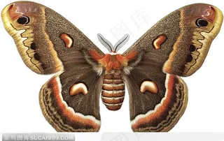 蝴蝶标本（灰蝴蝶）