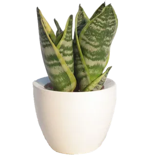 免扣虎皮兰 免扣虎皮兰