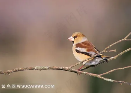 树枝上的大嘴鸟
