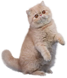 免扣素材实物猫咪摄影