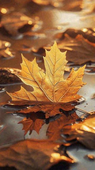 秋天黄色秋叶落叶雨天特写故事感，秋分立秋摄影图