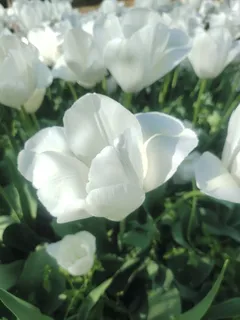 “赏花季” “赏花季”