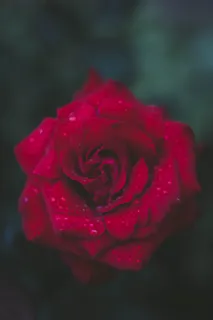 玫瑰花摄影图情人节玫瑰花配图图片 玫瑰花摄影图情人节玫瑰花配图图片