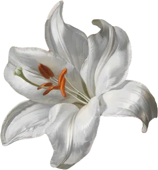 复古油画质感宫廷花卉植物花朵鲜花拼贴图案PNG免抠图片设计素材