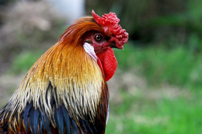 大公鸡特写图片