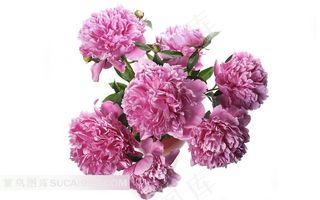 花瓶里的粉红色牡丹花