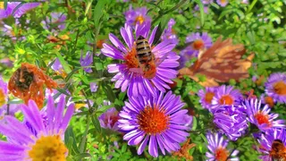 花园唯美花朵图片