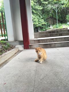 可爱的小猫咪