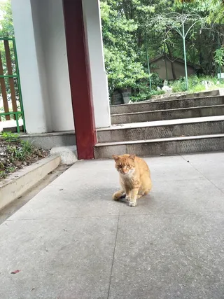 可爱的小猫咪