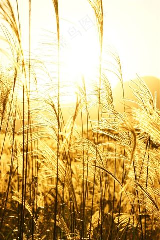 漂亮的芦苇丛摄影图