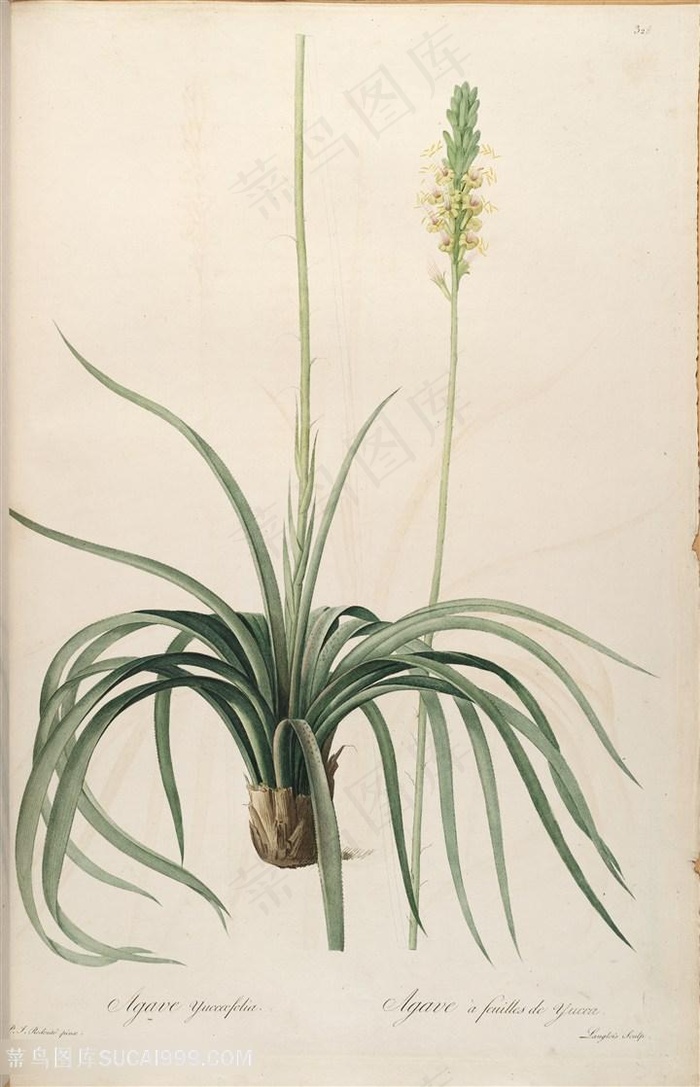 雷杜德原版高清花草花束花卉图谱素材