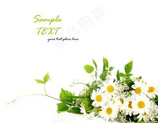 小雏菊背景图片