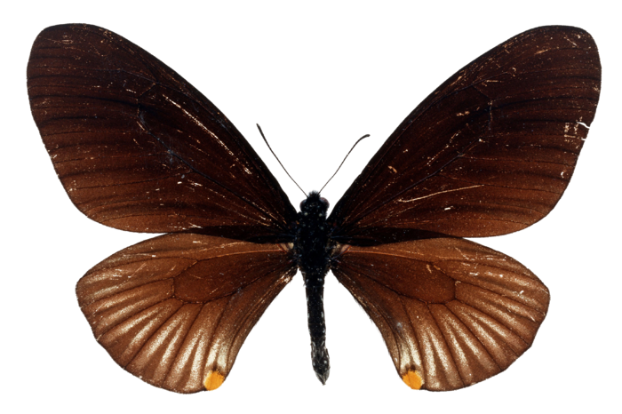 蝴蝶 彩蝶 花蝴蝶 动物 昆虫 免抠