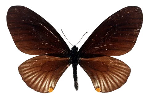 蝴蝶 彩蝶 花蝴蝶 动物 昆虫 免抠