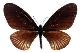 蝴蝶 彩蝶 花蝴蝶 动物 昆虫 免抠