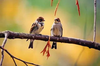 两只小鸟站在树枝上摄影图