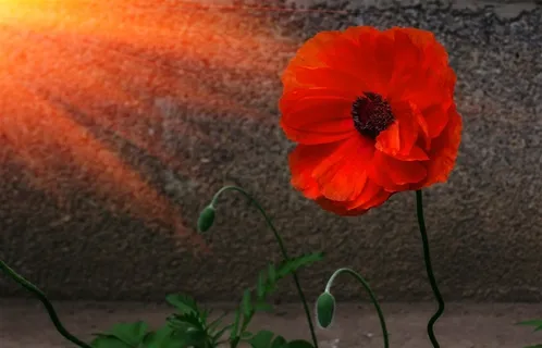 光芒和罂粟花 光芒和罂粟花