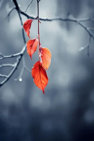 冬季叶子雪背景