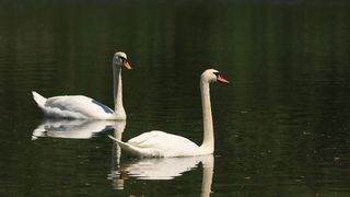 农场大南瓜特写图片