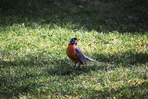知更鸟呆萌图片
