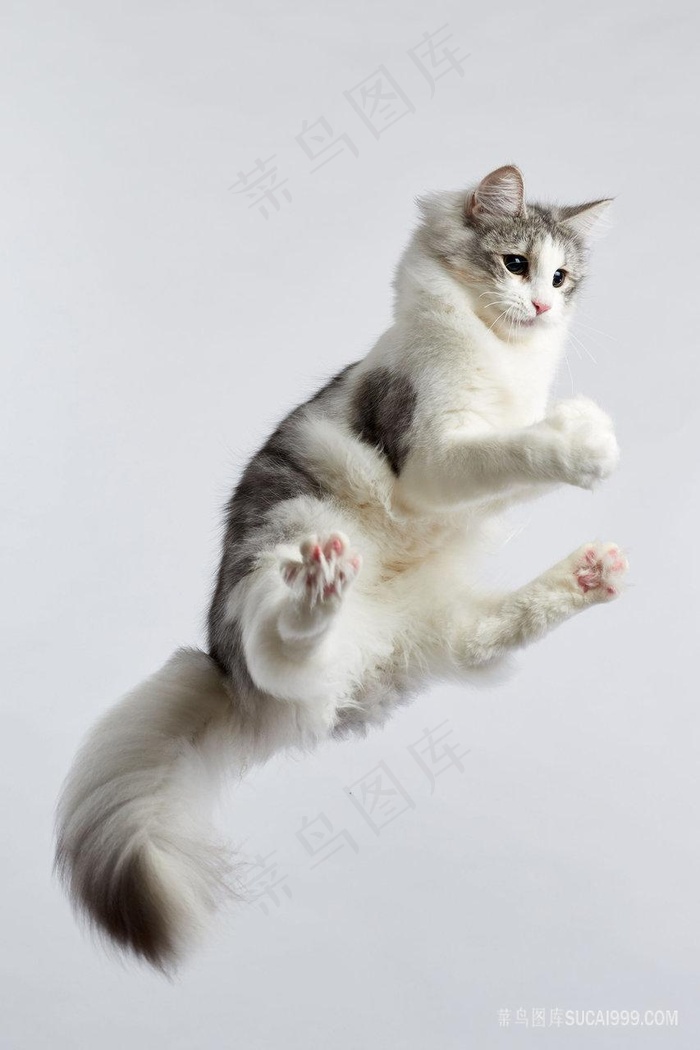 跳跃起来的布偶猫猫咪图片