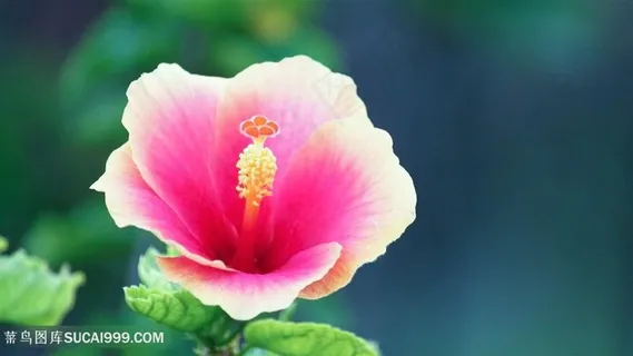 盛开花瓣唯美壁纸 盛开花瓣唯美壁纸
