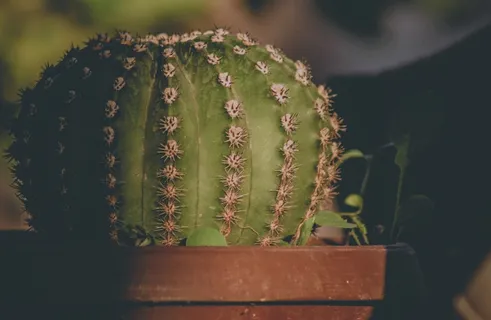 绿色仙人掌仙人球摄影素材