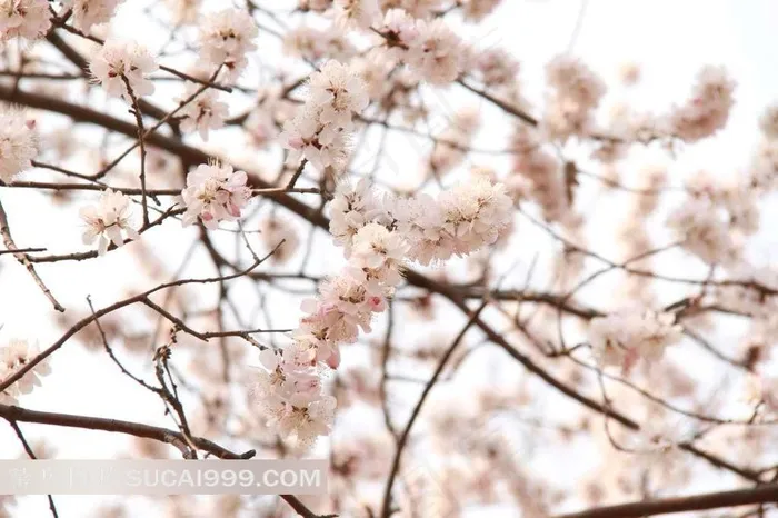 连枝樱花成串