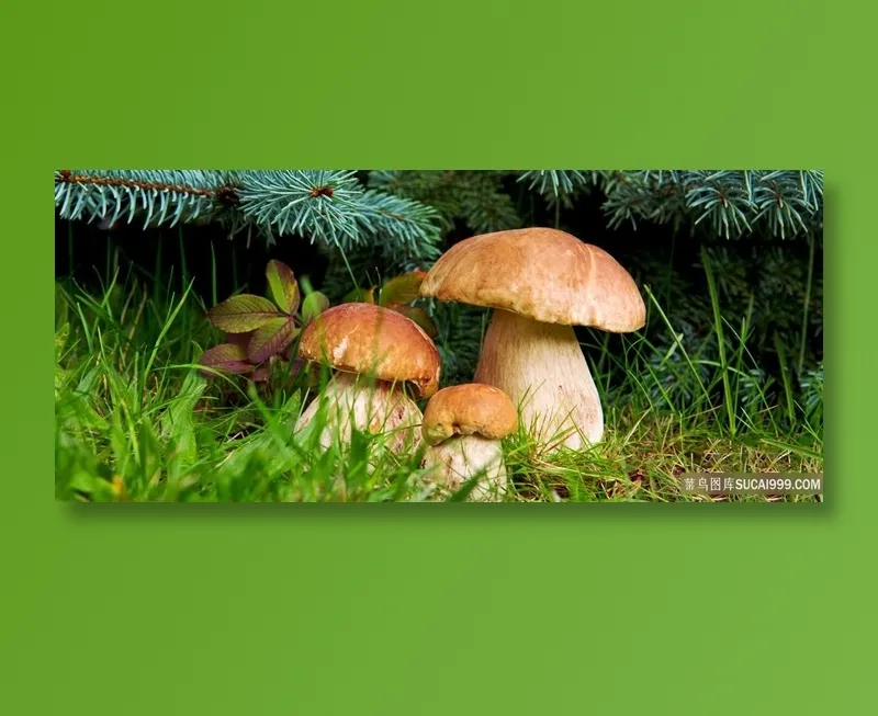 野生大蘑菇摄影图片