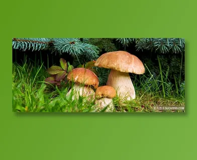 野生大蘑菇摄影图片