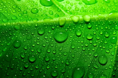 绿色植物上的水珠特写高清图片素材 绿色植物上的水珠特写高清图片素材