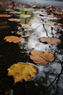 秋天雨天掉落地上的落叶黄叶摄影图 秋天雨天掉落地上的落叶黄叶摄影图