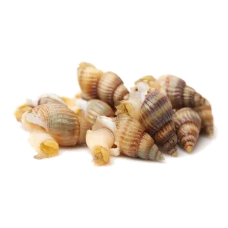 螺贝类带壳类(83)海鲜超市商品红酒白底图免抠实物摄影png格式图片透明底