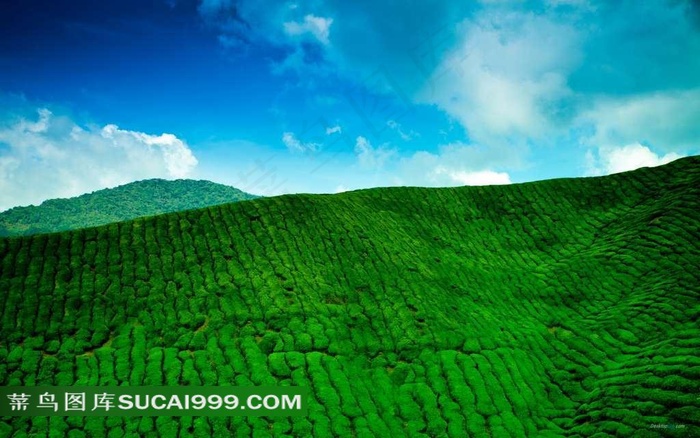 茶园美丽的风景壁纸素材