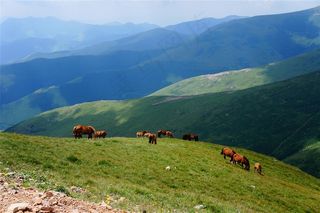 五台山上的马群图片