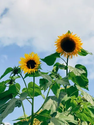 黄色向日葵摄影素材