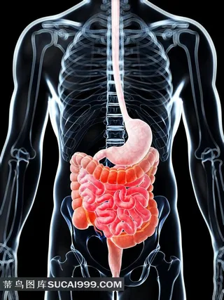 肠胃身体器官X光片高清图片