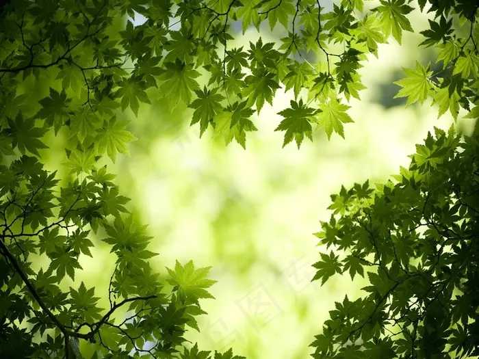 绿色树木树叶图片