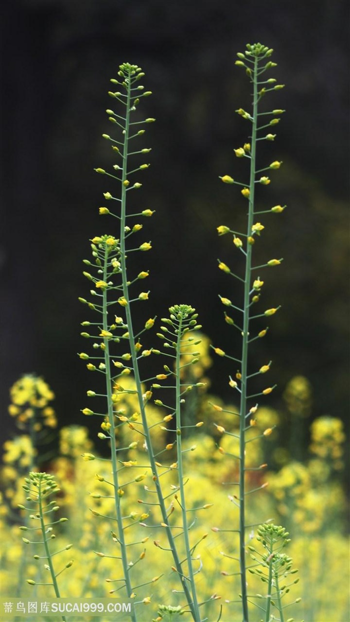 高清油菜花图片海报