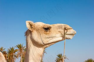 阿拉伯骆驼头部特写图片