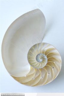 简单生活-漂亮的鹦鹉螺