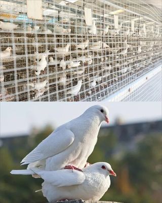 鸽子大全展板6