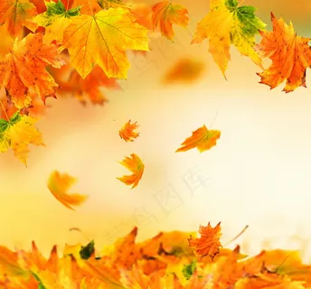 唯美秋天枫叶图片