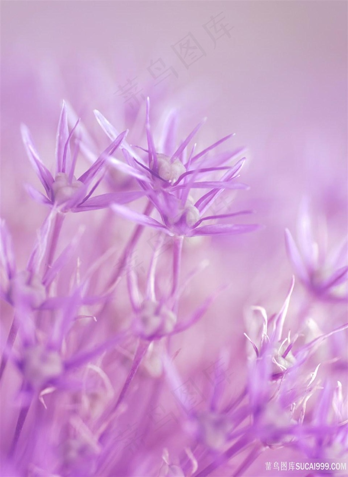 淡淡粉色鲜花背景