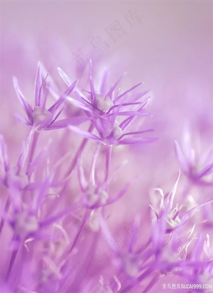 淡淡粉色鲜花背景