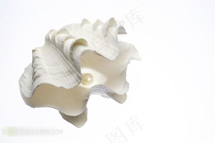大海的贝壳和海螺精美素材大图