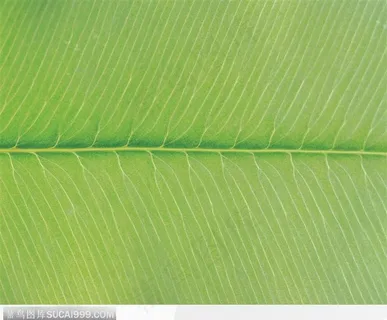 叶脉（绿色）