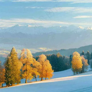 秋天黄色的树叶和草地肃杀的气氛，立秋，秋分