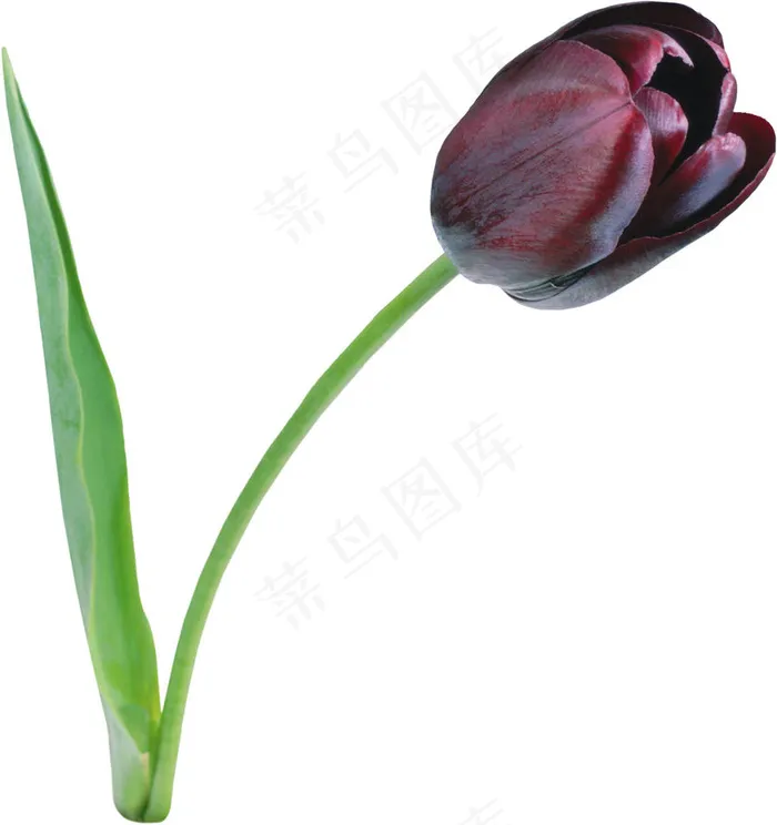 美丽郁金香鲜花